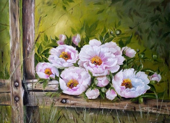 Peonies on the fence